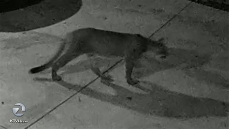 Another mountain lion spotted in San Mateo
